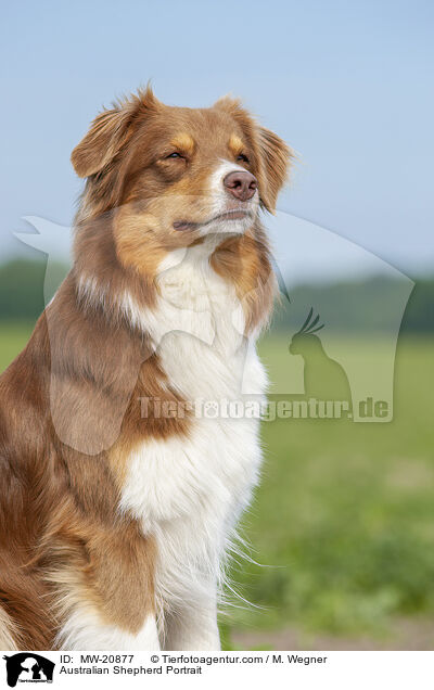 Australian Shepherd Portrait / Australian Shepherd Portrait / MW-20877