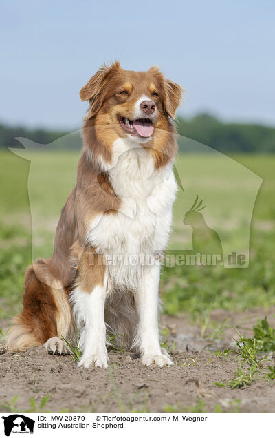sitzender Australian Shepherd / sitting Australian Shepherd / MW-20879
