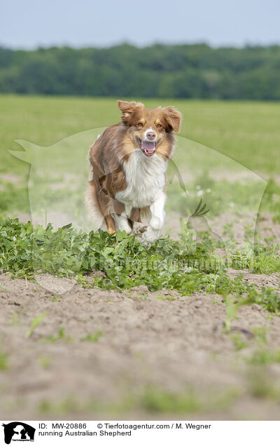 rennender Australian Shepherd / running Australian Shepherd / MW-20886