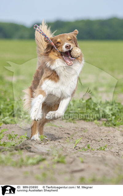 rennender Australian Shepherd / running Australian Shepherd / MW-20890