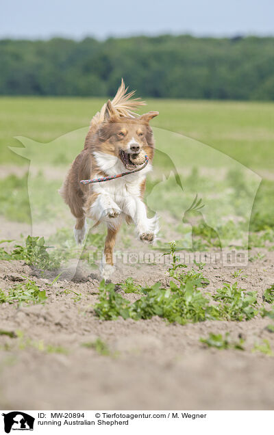 rennender Australian Shepherd / running Australian Shepherd / MW-20894
