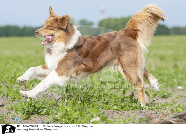 rennender Australian Shepherd / running Australian Shepherd / MW-20914