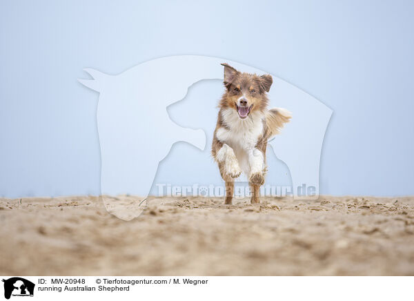rennender Australian Shepherd / running Australian Shepherd / MW-20948