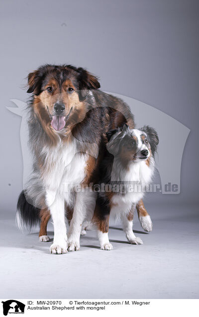 Australian Shepherd mit Mischling / Australian Shepherd with mongrel / MW-20970