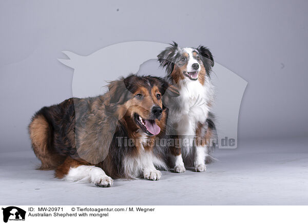 Australian Shepherd mit Mischling / Australian Shepherd with mongrel / MW-20971