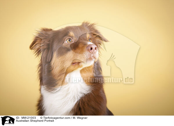 Australian Shepherd Portrait / Australian Shepherd Portrait / MW-21003