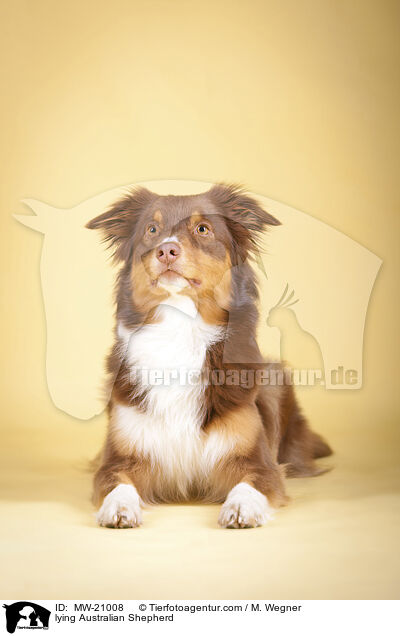 liegender Australian Shepherd / lying Australian Shepherd / MW-21008