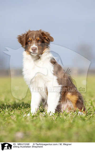 sitzender Australian Shepherd / sitting Australian Shepherd / MW-21248