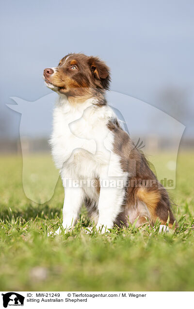 sitzender Australian Shepherd / sitting Australian Shepherd / MW-21249