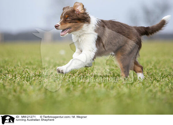 rennender Australian Shepherd / running Australian Shepherd / MW-21271