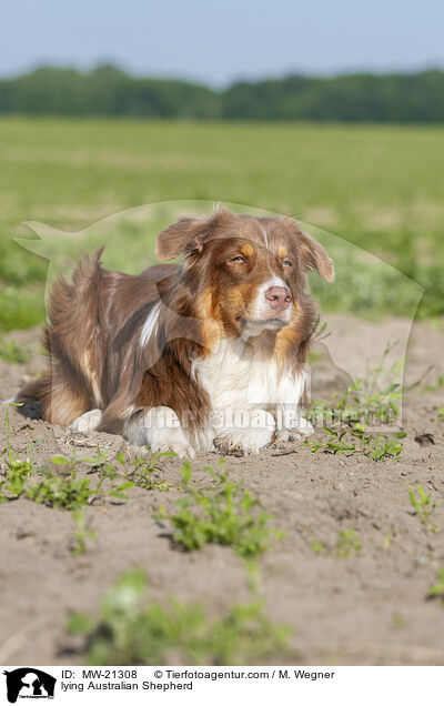 liegender Australian Shepherd / lying Australian Shepherd / MW-21308