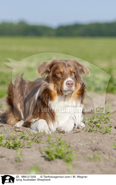 liegender Australian Shepherd / lying Australian Shepherd / MW-21309