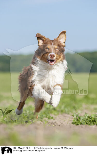 rennender Australian Shepherd / running Australian Shepherd / MW-21320