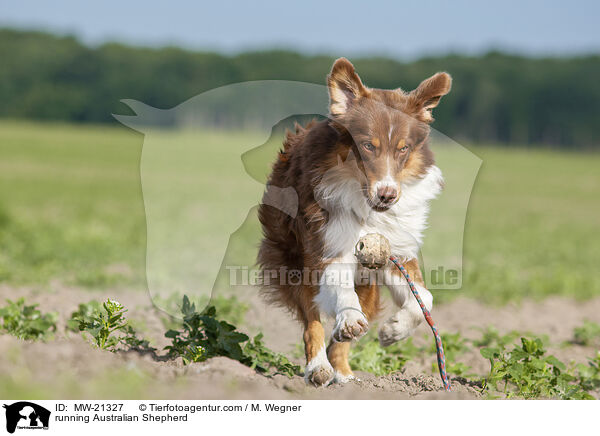 rennender Australian Shepherd / running Australian Shepherd / MW-21327
