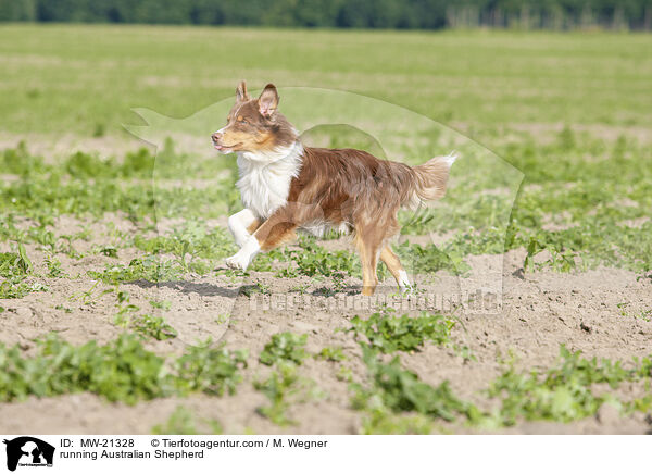 rennender Australian Shepherd / running Australian Shepherd / MW-21328