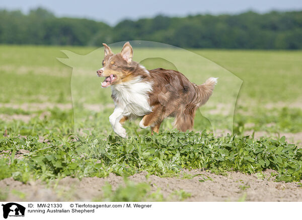 rennender Australian Shepherd / running Australian Shepherd / MW-21330