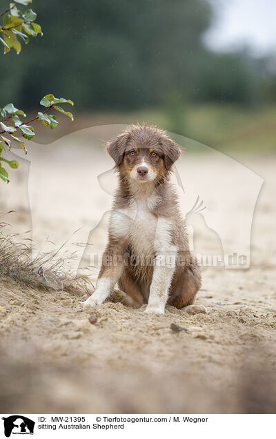 sitzender Australian Shepherd / sitting Australian Shepherd / MW-21395