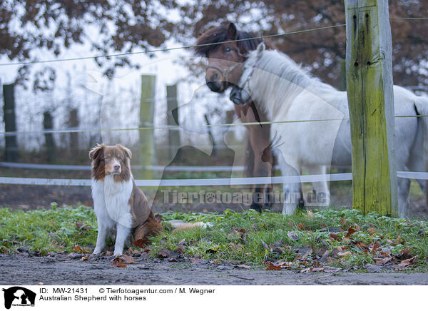 Australian Shepherd with horses / MW-21431