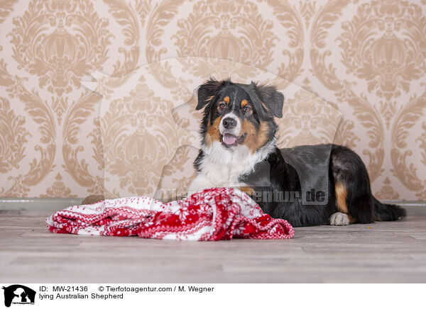 liegender Australian Shepherd / lying Australian Shepherd / MW-21436