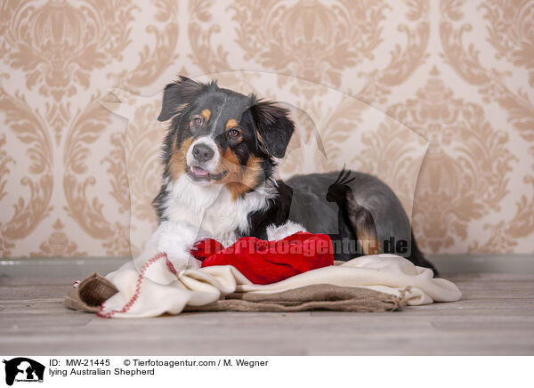liegender Australian Shepherd / lying Australian Shepherd / MW-21445