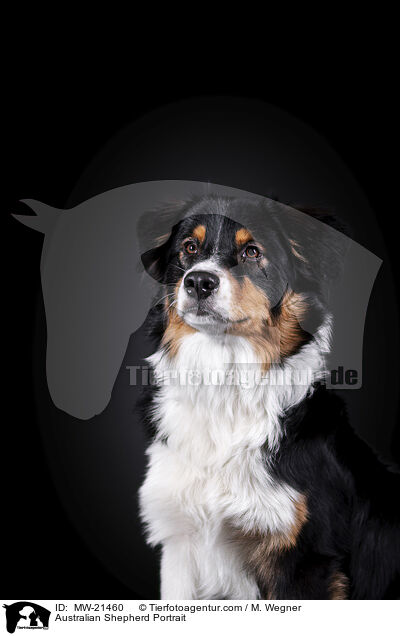 Australian Shepherd Portrait / Australian Shepherd Portrait / MW-21460