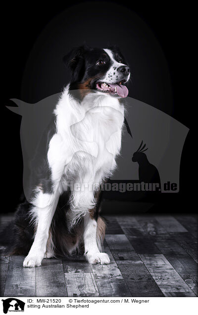 sitzender Australian Shepherd / sitting Australian Shepherd / MW-21520