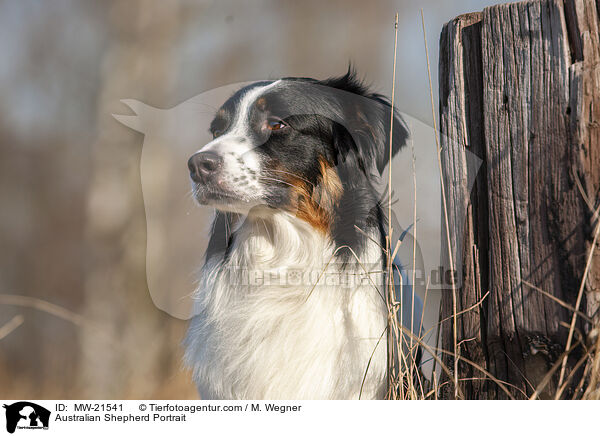 Australian Shepherd Portrait / Australian Shepherd Portrait / MW-21541