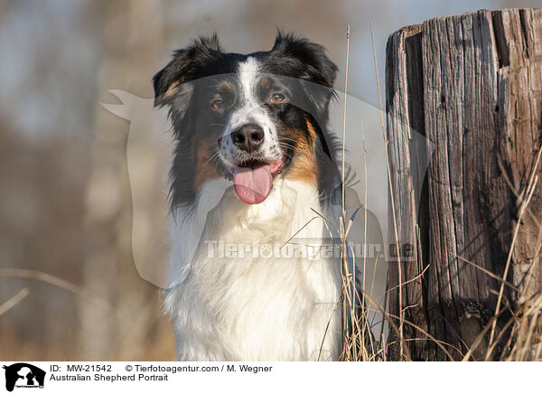 Australian Shepherd Portrait / Australian Shepherd Portrait / MW-21542