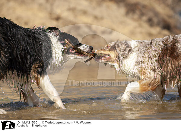 Australian Shepherds / Australian Shepherds / MW-21590