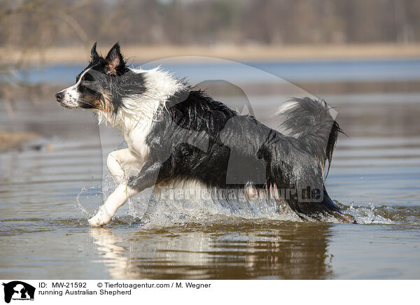 rennender Australian Shepherd / running Australian Shepherd / MW-21592