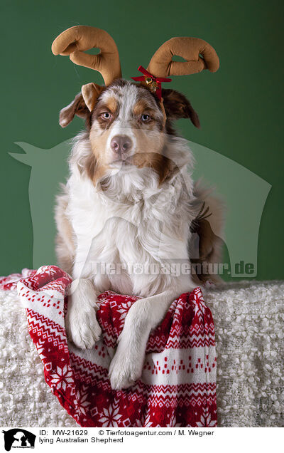 lying Australian Shepherd / MW-21629