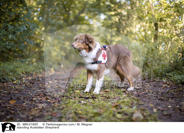 standing Australian Shepherd / MW-21665
