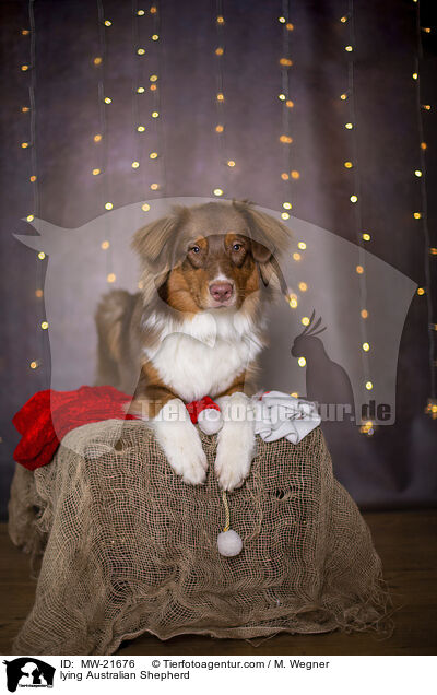 liegender Australian Shepherd / lying Australian Shepherd / MW-21676