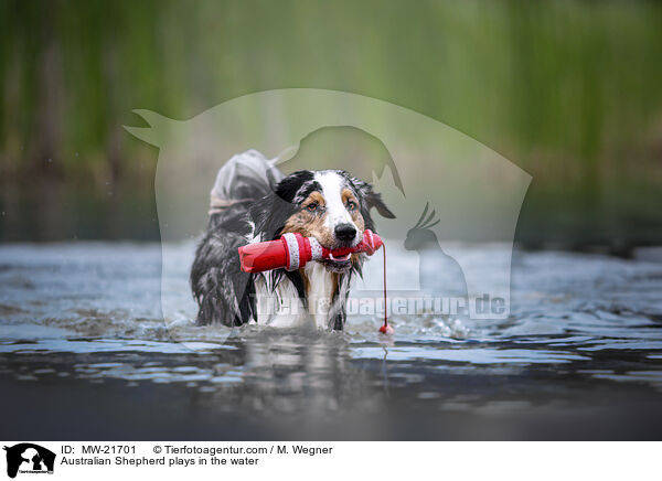 Australian Shepherd spielt im Wasser / Australian Shepherd plays in the water / MW-21701