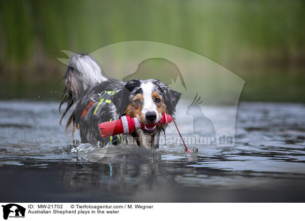 Australian Shepherd spielt im Wasser / Australian Shepherd plays in the water / MW-21702