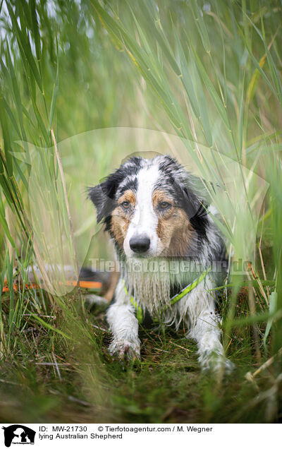 liegender Australian Shepherd / lying Australian Shepherd / MW-21730