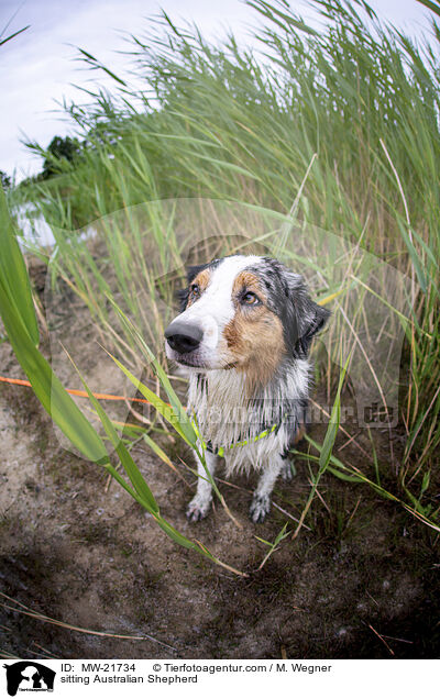 sitzender Australian Shepherd / sitting Australian Shepherd / MW-21734