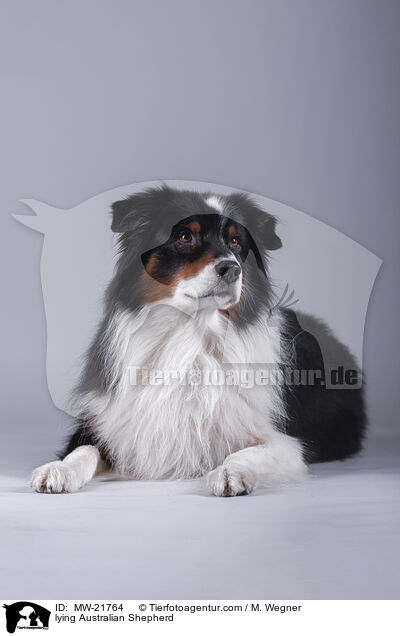 liegender Australian Shepherd / lying Australian Shepherd / MW-21764