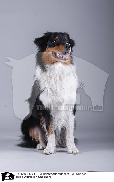 sitzender Australian Shepherd / sitting Australian Shepherd / MW-21771