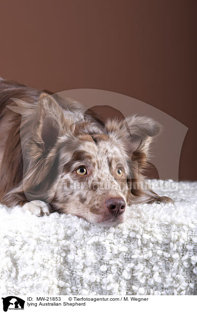 liegender Australian Shepherd / lying Australian Shepherd / MW-21853