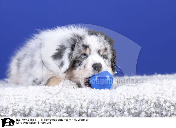 liegender Australian Shepherd / lying Australian Shepherd / MW-21881