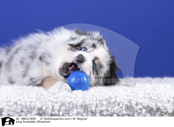 liegender Australian Shepherd / lying Australian Shepherd / MW-21885