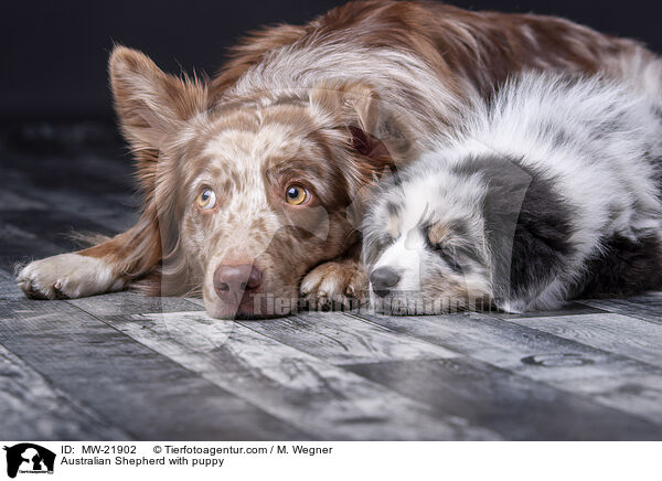 Australian Shepherd mit Welpe / Australian Shepherd with puppy / MW-21902
