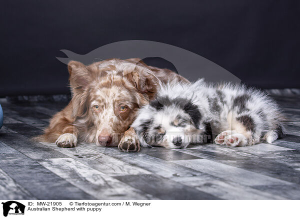 Australian Shepherd mit Welpe / Australian Shepherd with puppy / MW-21905