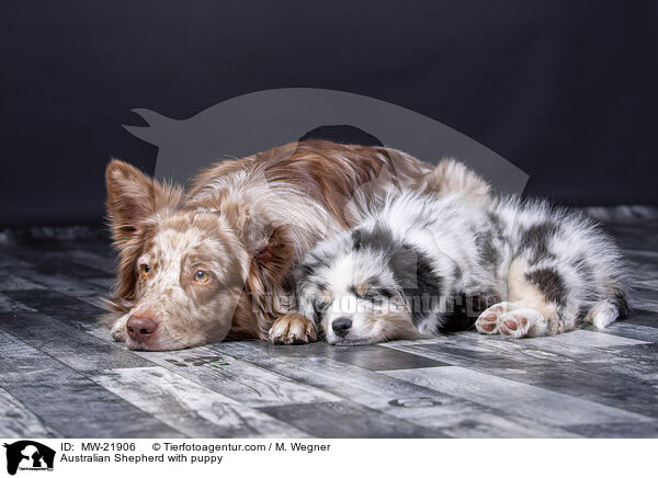 Australian Shepherd mit Welpe / Australian Shepherd with puppy / MW-21906