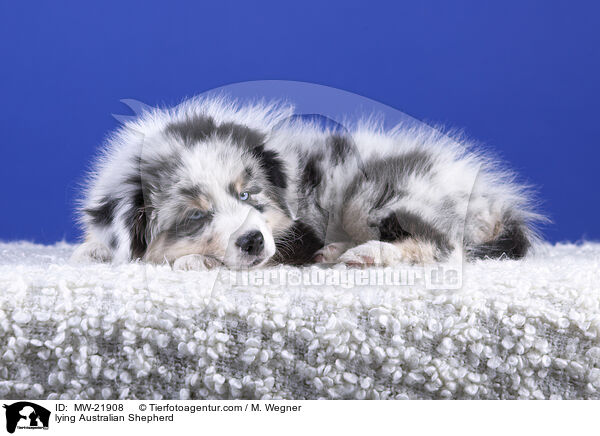 liegender Australian Shepherd / lying Australian Shepherd / MW-21908