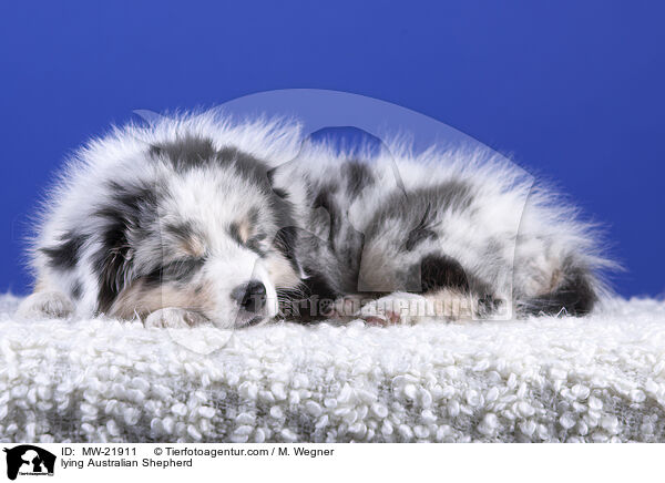 liegender Australian Shepherd / lying Australian Shepherd / MW-21911