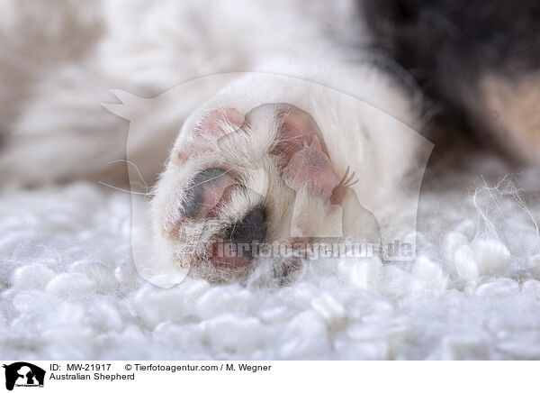 Australian Shepherd / Australian Shepherd / MW-21917