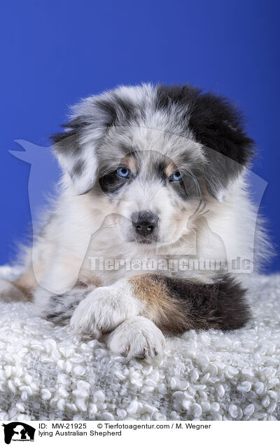 liegender Australian Shepherd / lying Australian Shepherd / MW-21925