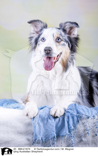 liegender Australian Shepherd / lying Australian Shepherd / MW-21974
